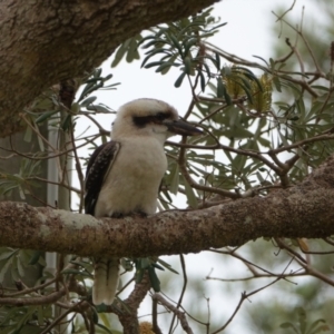 Dacelo novaeguineae at Hawks Nest, NSW - 5 Aug 2024 11:17 AM