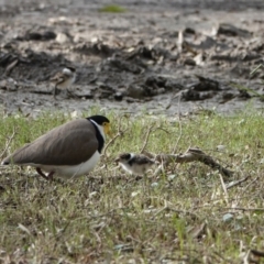 Vanellus miles (Masked Lapwing) at Hawks Nest, NSW - 4 Aug 2024 by Anna123