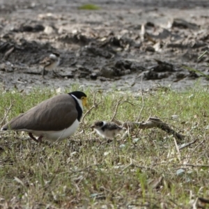 Vanellus miles at Hawks Nest, NSW - 5 Aug 2024