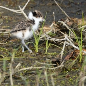 Vanellus miles at Hawks Nest, NSW - 5 Aug 2024