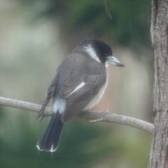 Cracticus torquatus (Grey Butcherbird) at Hawks Nest, NSW - 4 Aug 2024 by Anna123