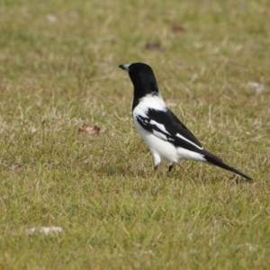 Cracticus nigrogularis at Hawks Nest, NSW - 4 Aug 2024