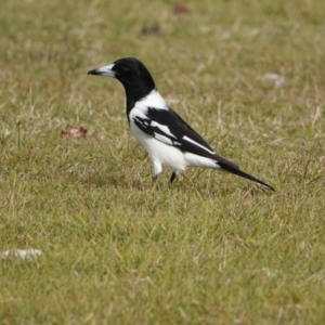 Cracticus nigrogularis at Hawks Nest, NSW - 4 Aug 2024