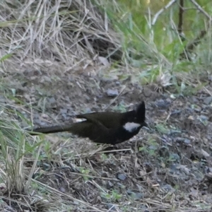 Psophodes olivaceus at Hawks Nest, NSW - 3 Aug 2024