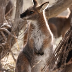 Notamacropus rufogriseus (Red-necked Wallaby) at Booth, ACT - 28 Jul 2024 by jb2602