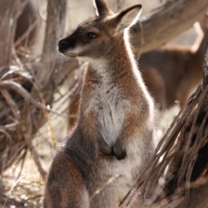 Notamacropus rufogriseus at Booth, ACT - 28 Jul 2024 02:59 PM