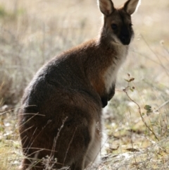 Notamacropus rufogriseus at Booth, ACT - 28 Jul 2024