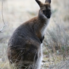 Notamacropus rufogriseus at Booth, ACT - 28 Jul 2024 02:59 PM