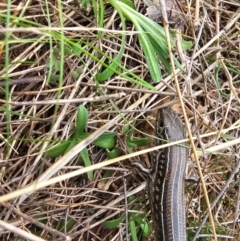 Ctenotus robustus (Robust Striped-skink) at Hume, ACT - 5 Aug 2024 by Jiggy