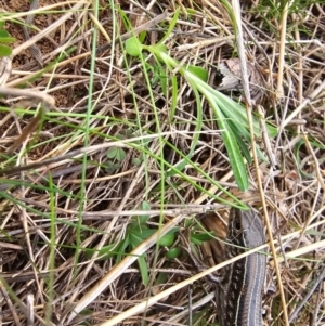 Ctenotus robustus at Hume, ACT - 5 Aug 2024