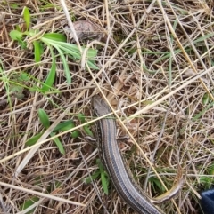 Ctenotus robustus at Hume, ACT - 5 Aug 2024