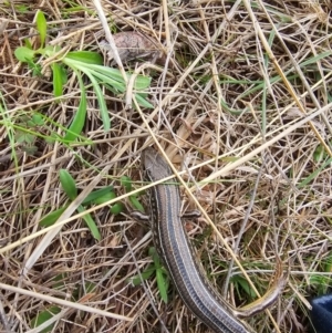 Ctenotus robustus at Hume, ACT - 5 Aug 2024 02:45 PM