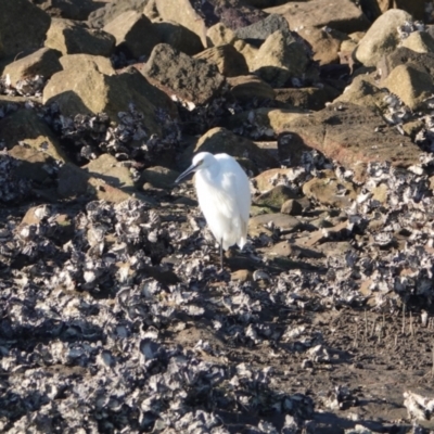 Egretta garzetta (Little Egret) at Hawks Nest, NSW - 3 Aug 2024 by Anna123