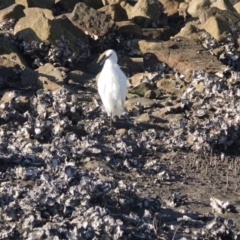 Egretta garzetta at Hawks Nest, NSW - 3 Aug 2024