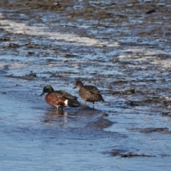 Anas castanea (Chestnut Teal) at Hawks Nest, NSW - 3 Aug 2024 by Anna123