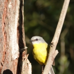 Eopsaltria australis (Eastern Yellow Robin) at Hawks Nest, NSW - 3 Aug 2024 by Anna123