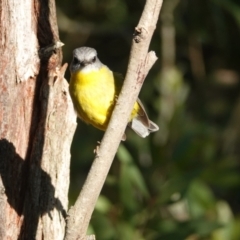 Eopsaltria australis at Hawks Nest, NSW - 3 Aug 2024