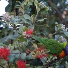 Trichoglossus moluccanus (Rainbow Lorikeet) at Hawks Nest, NSW - 3 Aug 2024 by Anna123