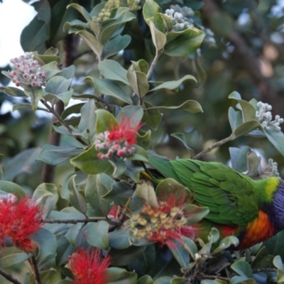 Trichoglossus moluccanus (Rainbow Lorikeet) at Hawks Nest, NSW - 3 Aug 2024 by Anna123