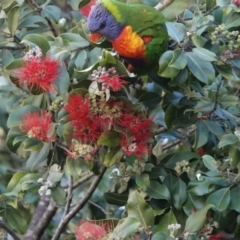 Trichoglossus moluccanus at Hawks Nest, NSW - 3 Aug 2024 02:59 PM