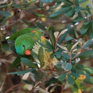 Trichoglossus chlorolepidotus at Hawks Nest, NSW - 3 Aug 2024