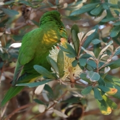 Trichoglossus chlorolepidotus at Hawks Nest, NSW - 3 Aug 2024