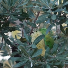 Trichoglossus chlorolepidotus at Hawks Nest, NSW - 3 Aug 2024 02:58 PM