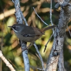 Sericornis frontalis (White-browed Scrubwren) at Hawks Nest, NSW - 3 Aug 2024 by Anna123