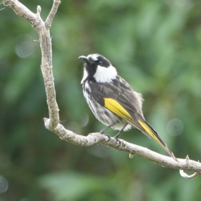 Phylidonyris niger (White-cheeked Honeyeater) at Hawks Nest, NSW - 5 Aug 2024 by Anna123