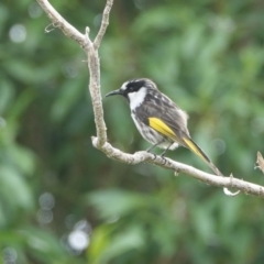 Phylidonyris niger at Hawks Nest, NSW - 5 Aug 2024