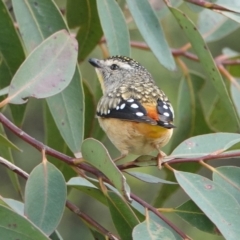 Pardalotus punctatus (Spotted Pardalote) at Hawks Nest, NSW - 5 Aug 2024 by Anna123