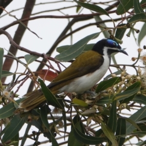 Entomyzon cyanotis at Hawks Nest, NSW - 5 Aug 2024