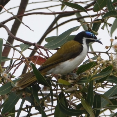 Entomyzon cyanotis (Blue-faced Honeyeater) at Hawks Nest, NSW - 5 Aug 2024 by Anna123