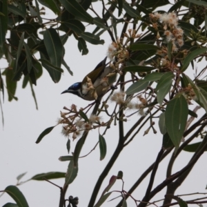 Entomyzon cyanotis at Hawks Nest, NSW - 5 Aug 2024