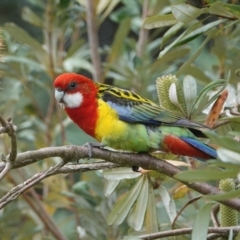 Platycercus eximius (Eastern Rosella) at Hawks Nest, NSW - 5 Aug 2024 by Anna123