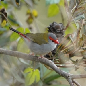 Neochmia temporalis at Hawks Nest, NSW - 5 Aug 2024