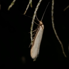 Philobota xiphostola at Freshwater Creek, VIC - 1 Oct 2022 by WendyEM