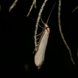 Philobota xiphostola at Freshwater Creek, VIC - 1 Oct 2022 11:24 PM