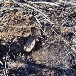 Ptomaphila lacrymosa at Hume, ACT - 2 Aug 2024