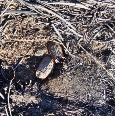 Ptomaphila lacrymosa (Carrion Beetle) at Hume, ACT - 2 Aug 2024 by Jiggy