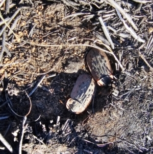 Ptomaphila lacrymosa at Hume, ACT - 2 Aug 2024