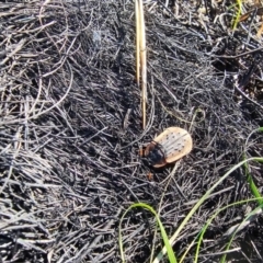 Ptomaphila lacrymosa at Hume, ACT - 2 Aug 2024