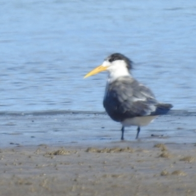 Thalasseus bergii (Crested Tern) at Batemans Bay, NSW - 2 Aug 2024 by HelenCross