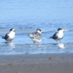 Thalasseus bergii at Batemans Bay, NSW - 2 Aug 2024