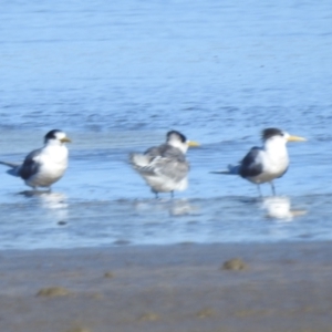 Thalasseus bergii at Batemans Bay, NSW - 2 Aug 2024