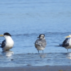 Thalasseus bergii at Batemans Bay, NSW - 2 Aug 2024