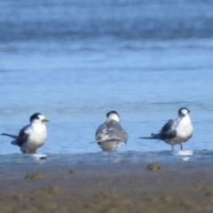 Thalasseus bergii at Batemans Bay, NSW - 2 Aug 2024