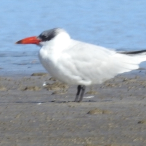 Hydroprogne caspia at Batemans Bay, NSW - 2 Aug 2024