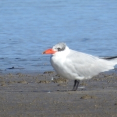 Hydroprogne caspia at Batemans Bay, NSW - 2 Aug 2024