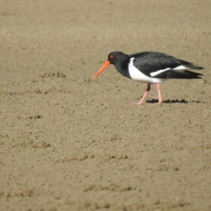 Haematopus longirostris at Batemans Bay, NSW - suppressed